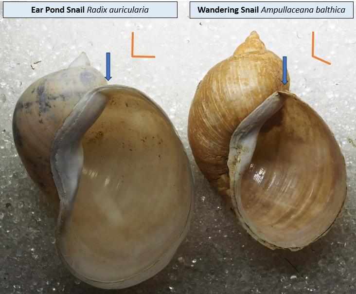 Ear vs Wandering Snail